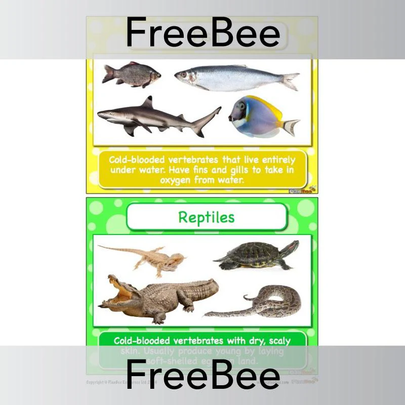 Classifying Animals Display Cards - Image 4