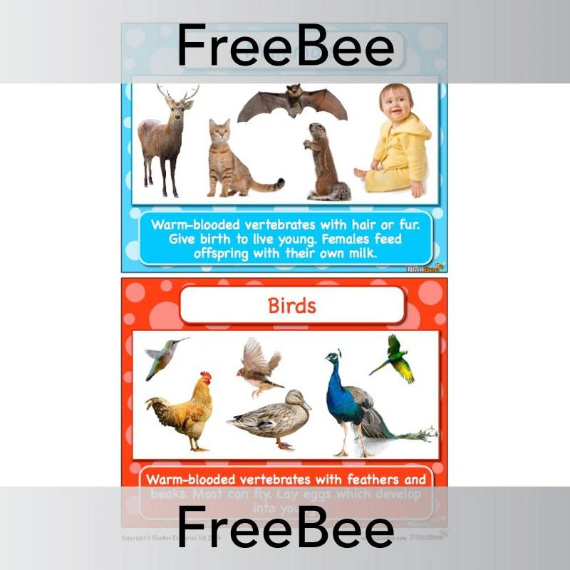 Classifying Animals Display Cards - Image 7