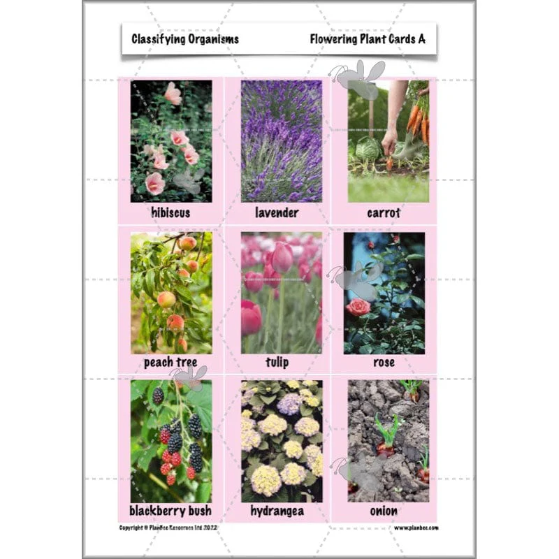 Classifying Organisms - Image 34