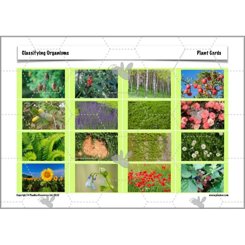 Classifying Organisms - Image 42