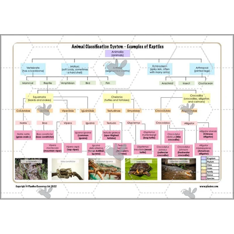 Classifying Organisms - Image 48