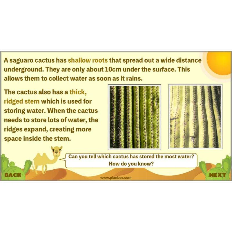 Desert Life - Image 11
