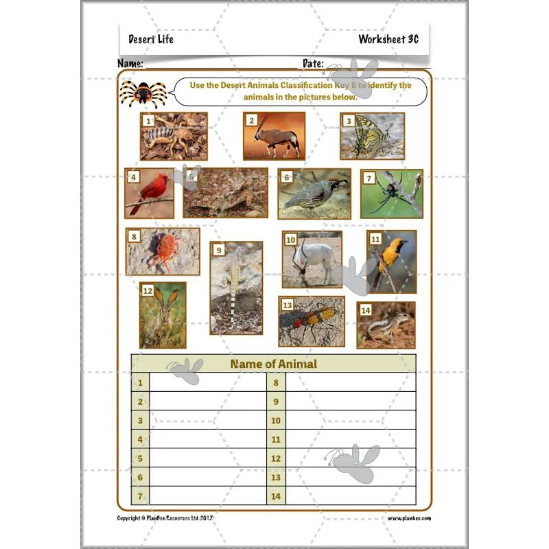 Desert Life - Image 18