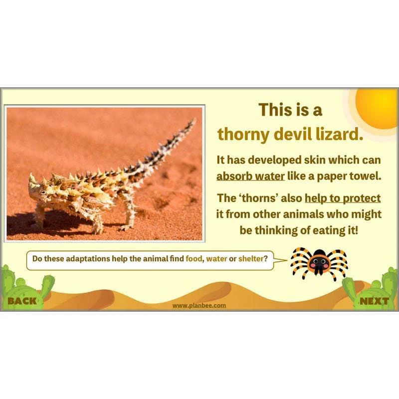 Desert Life - Image 9