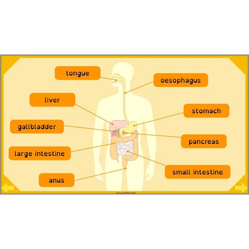 Eating and Digestion - Image 55