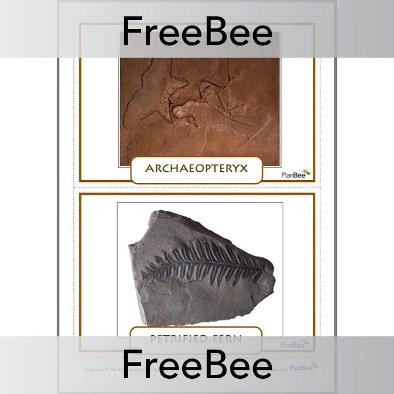 Fossils KS2 Display Cards - Image 2