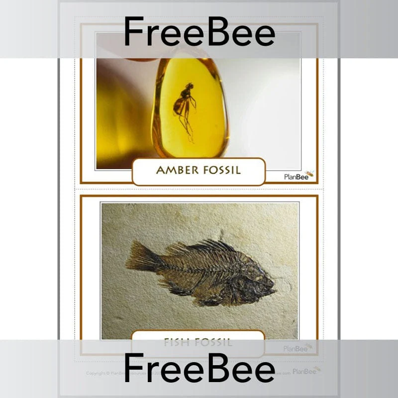 Fossils KS2 Display Cards - Image 3