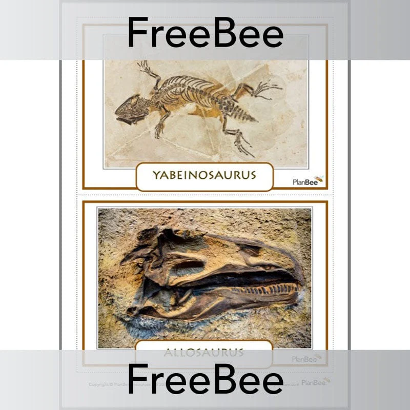 Fossils KS2 Display Cards - Image 4