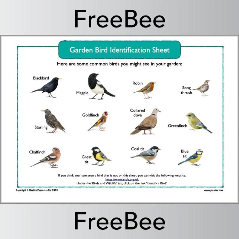 Garden Bird Identification Sheet