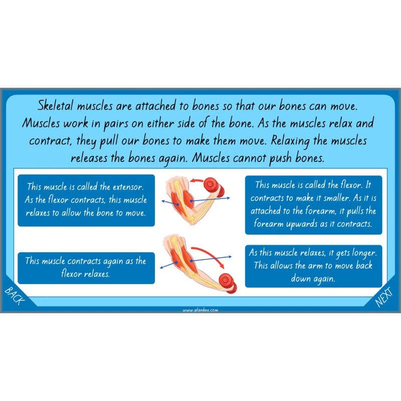 Healthy Bodies - Image 7