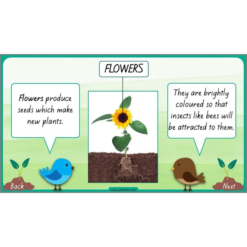 How Plants Grow - Image 29