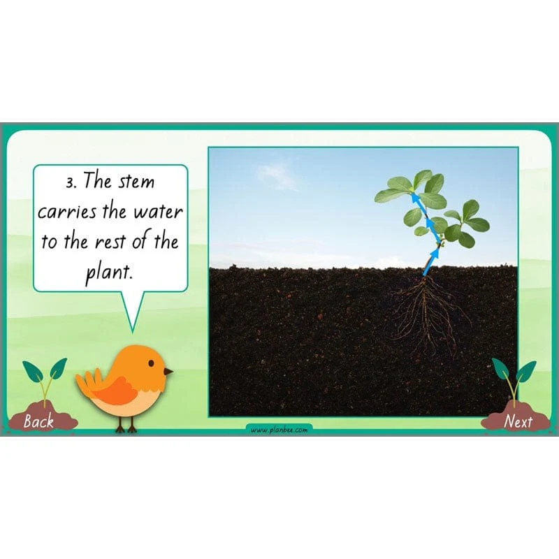 How Plants Grow - Image 31