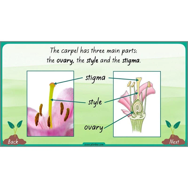 How Plants Grow - Image 48