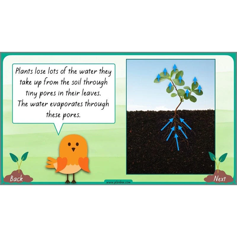 How Plants Grow - Image 5
