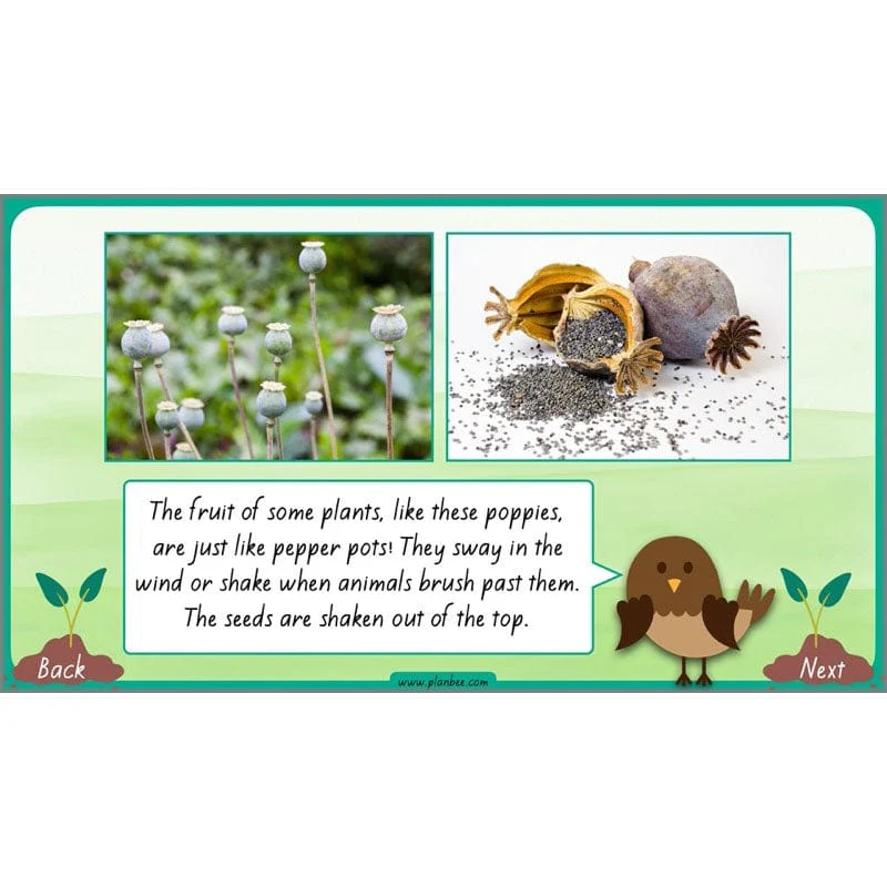 How Plants Grow - Image 56