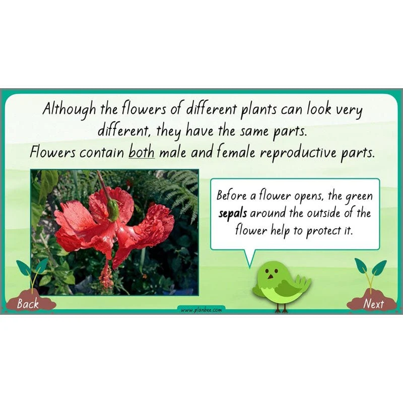 How Plants Grow - Image 6