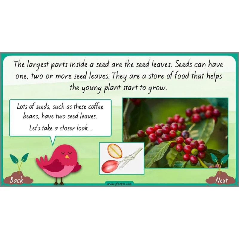 How Plants Grow - Image 62