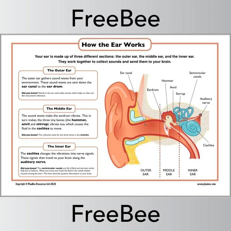 How the Ear Works for Kids