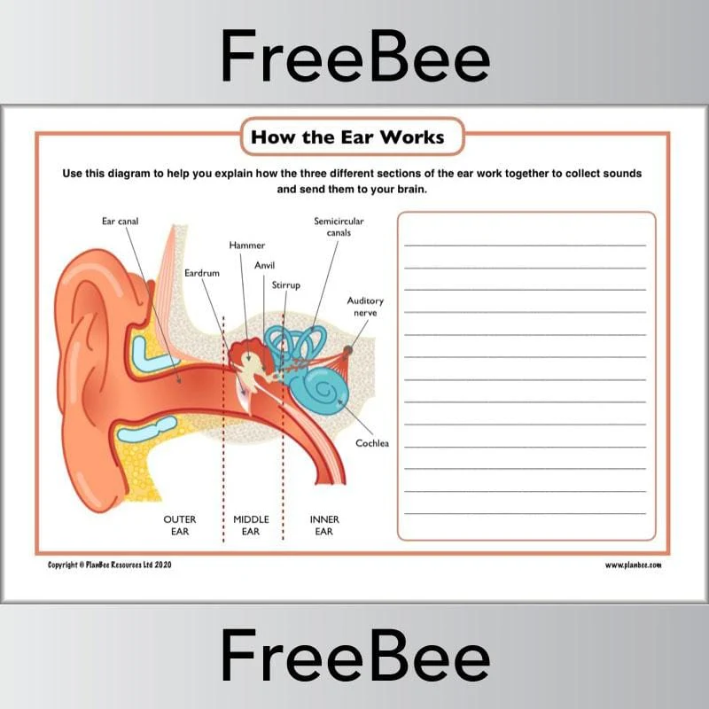 How the Ear Works for Kids - Image 2