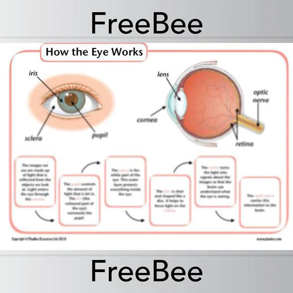 How the Eye Works KS2 Diagram and Worksheets