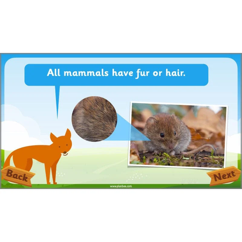 Identifying Animals - Image 4