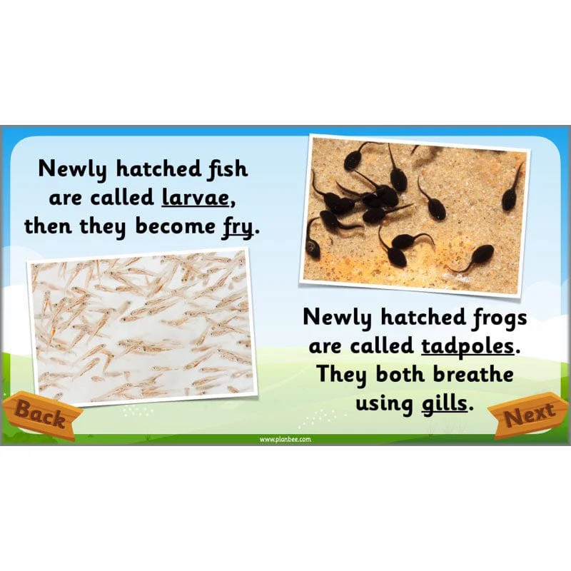 Identifying Animals - Image 46