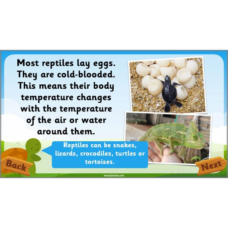 Identifying Animals - Image 5