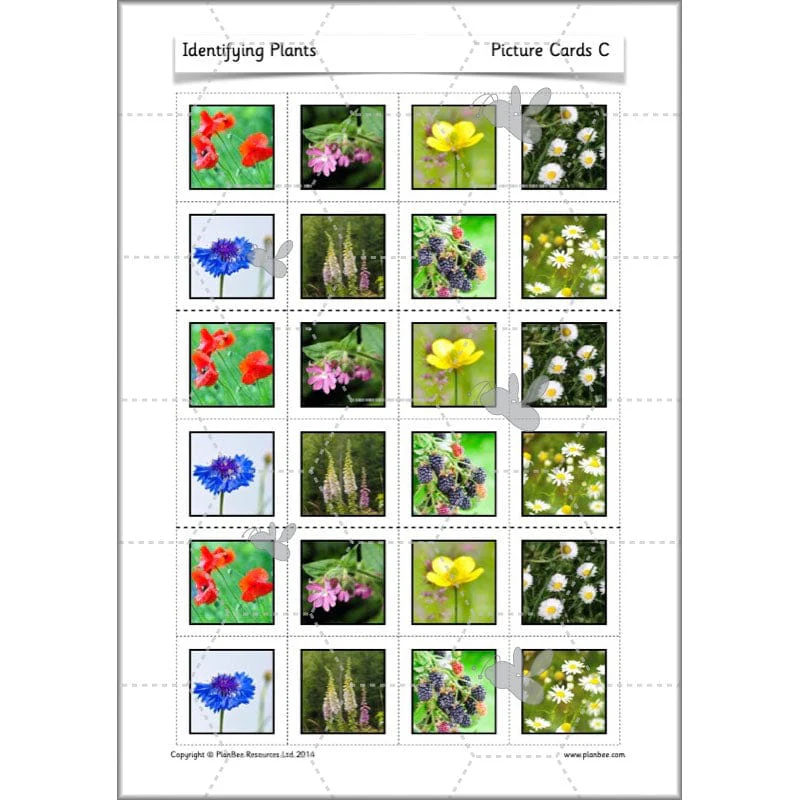 Identifying Plants - Image 16