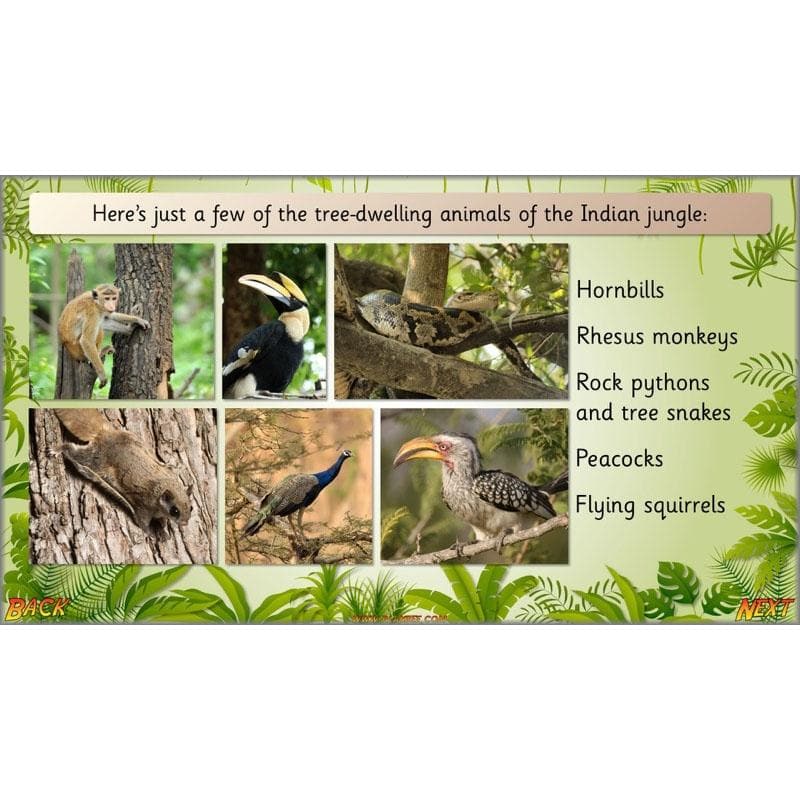 Let's go to the jungle - Image 3