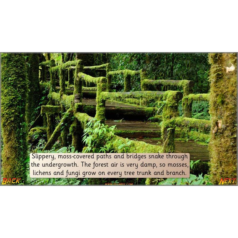 Let's go to the jungle - Image 50