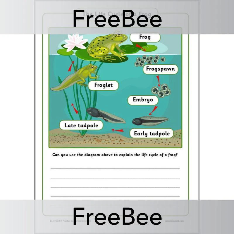 Life Cycle of a Frog KS1 Worksheets
