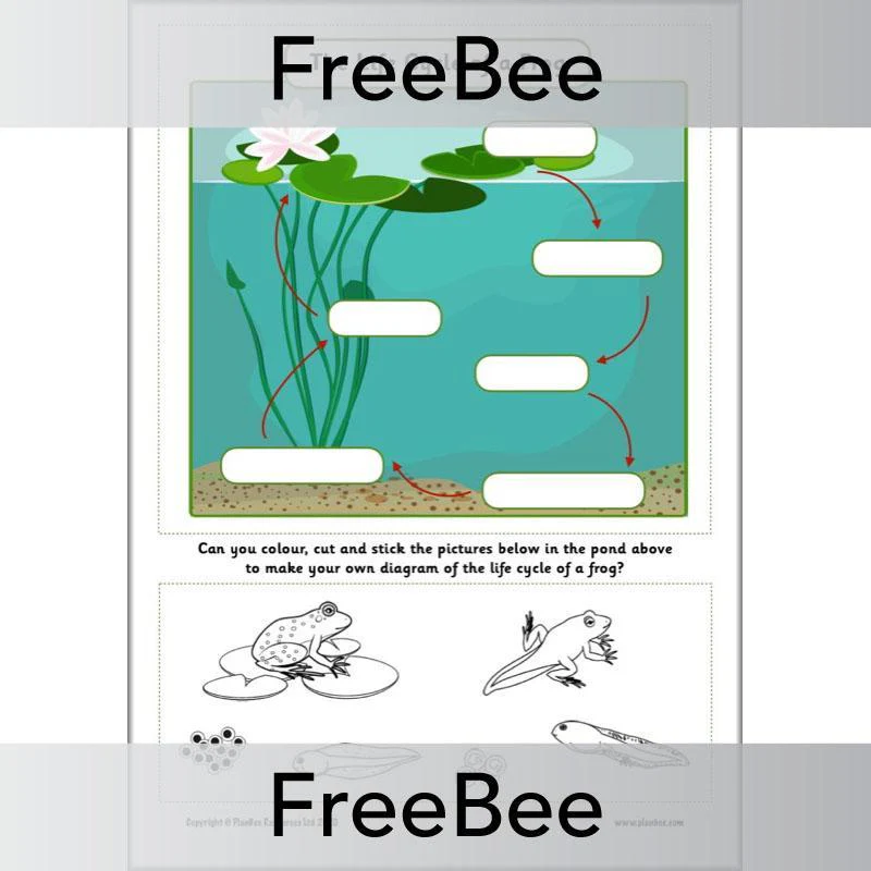 Life Cycle of a Frog KS1 Worksheets - Image 2