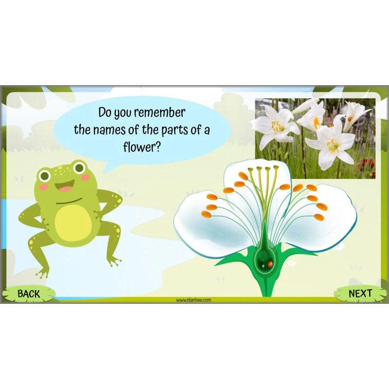 Life Cycles KS2 - Image 20