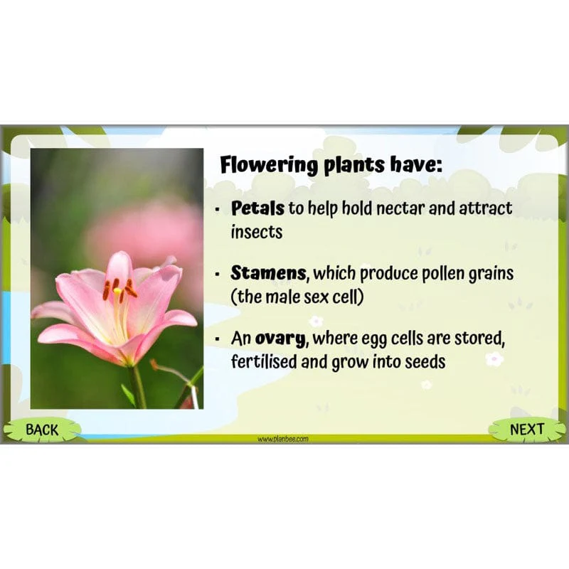 Life Cycles KS2 - Image 21