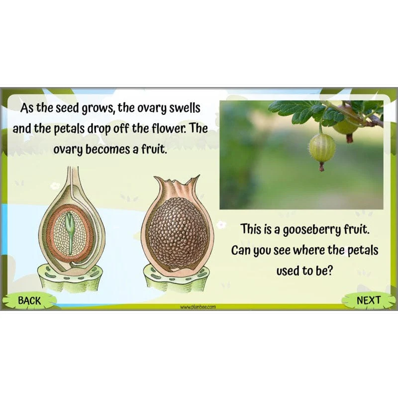 Life Cycles KS2 - Image 23