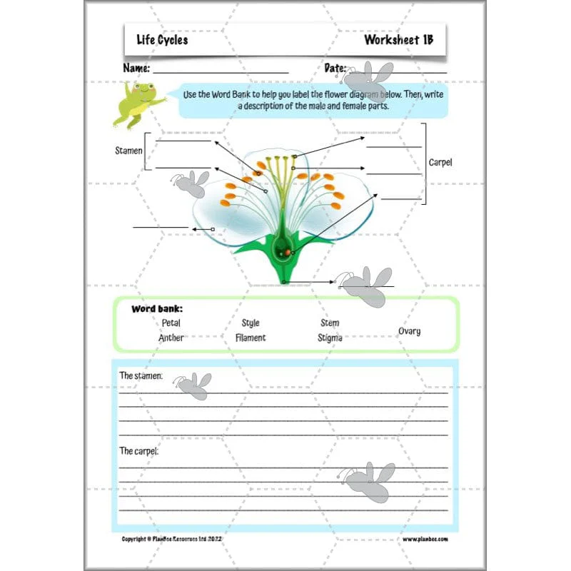Life Cycles KS2 - Image 24