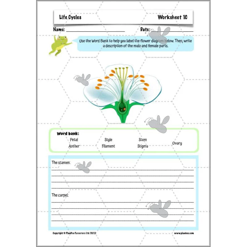 Life Cycles KS2 - Image 25