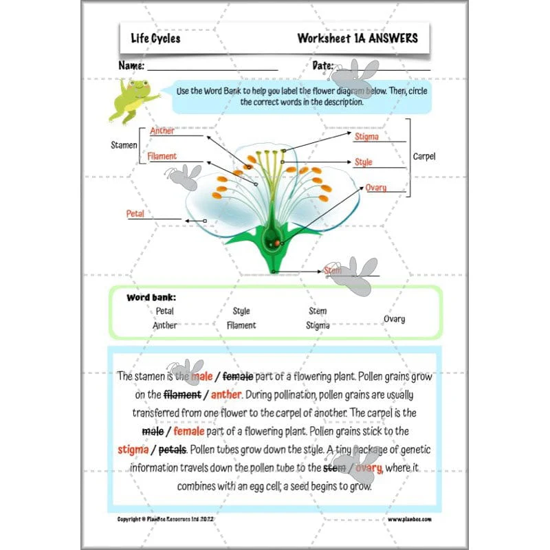 Life Cycles KS2 - Image 26