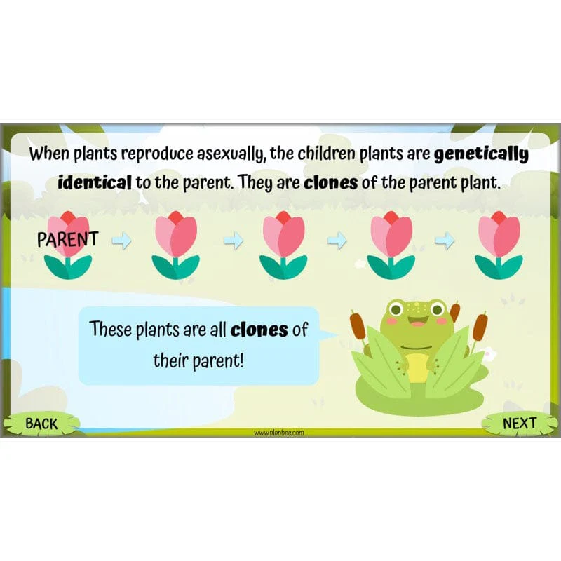 Life Cycles KS2 - Image 29