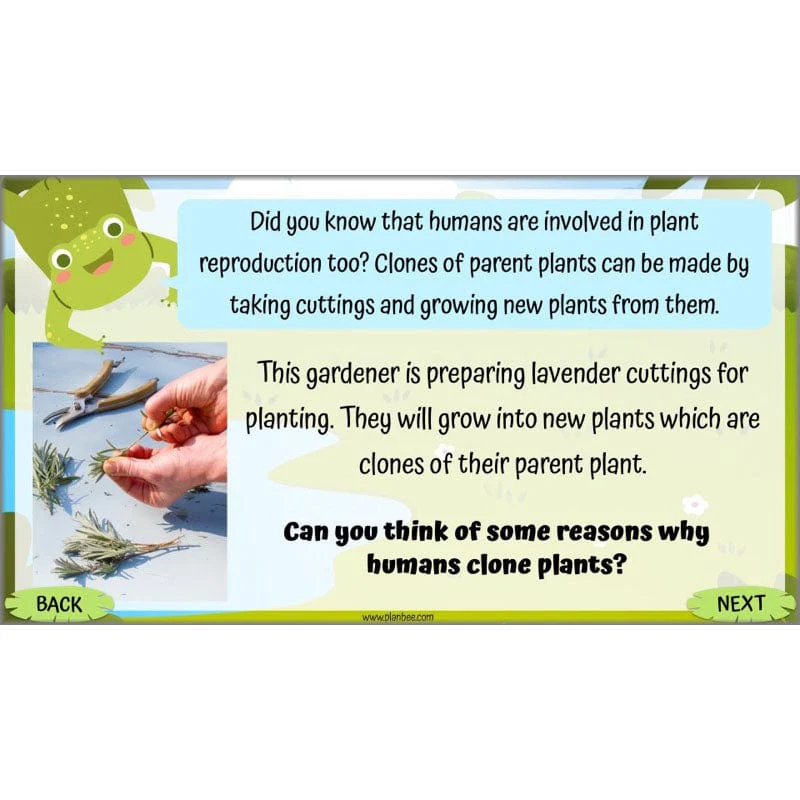 Life Cycles KS2 - Image 30