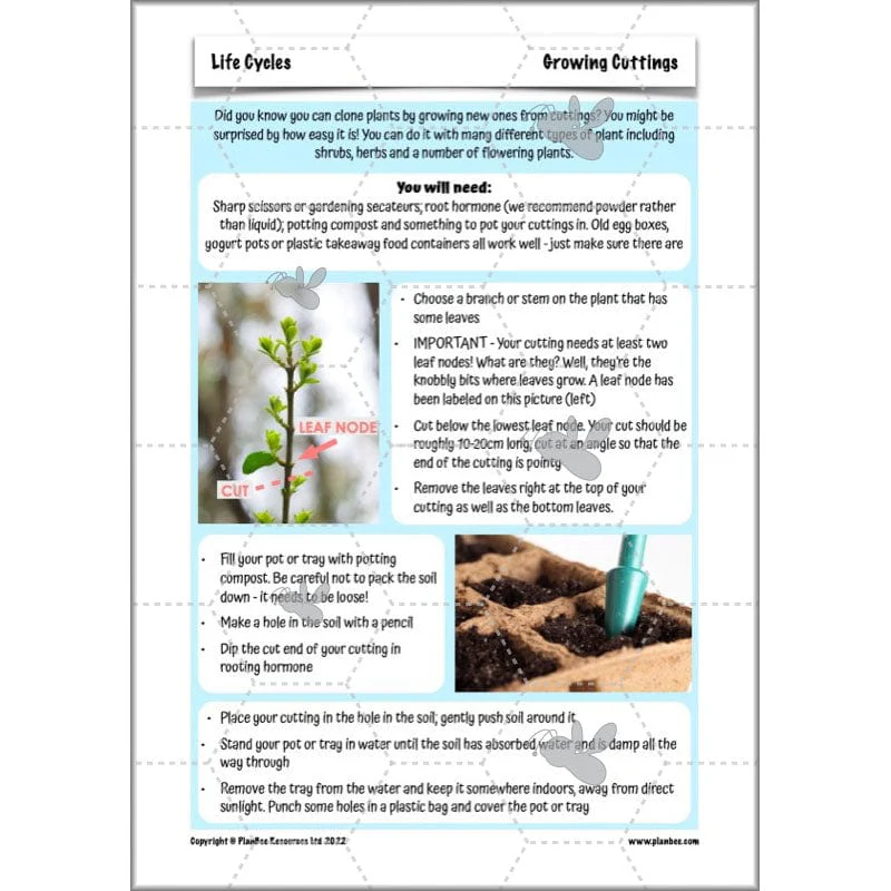 Life Cycles KS2 - Image 34