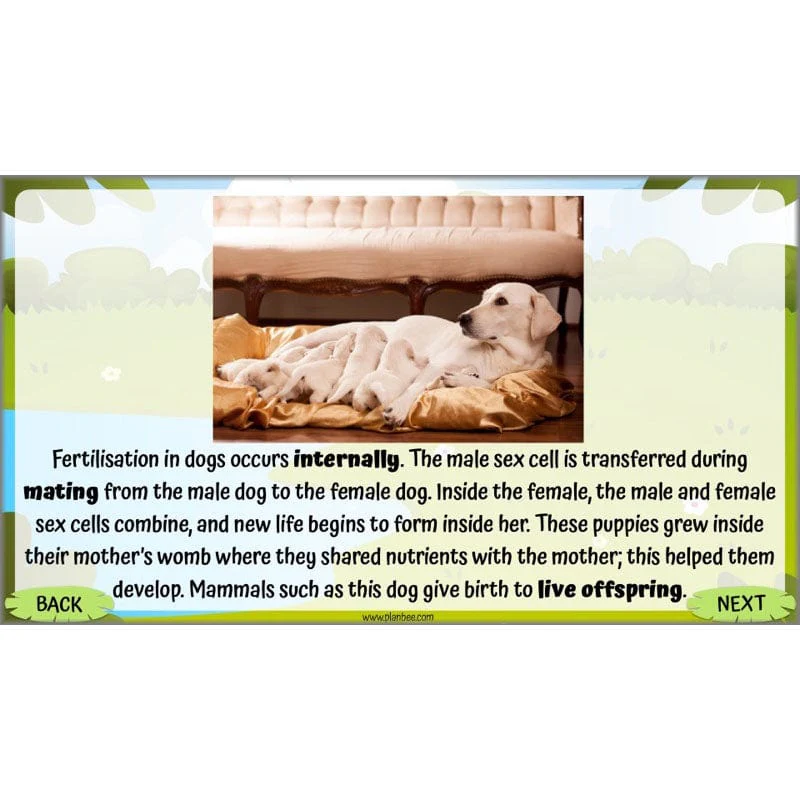 Life Cycles KS2 - Image 36
