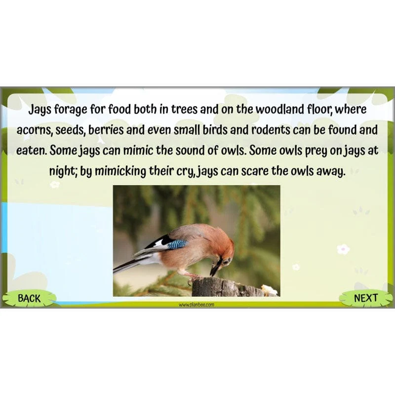 Life Cycles KS2 - Image 44