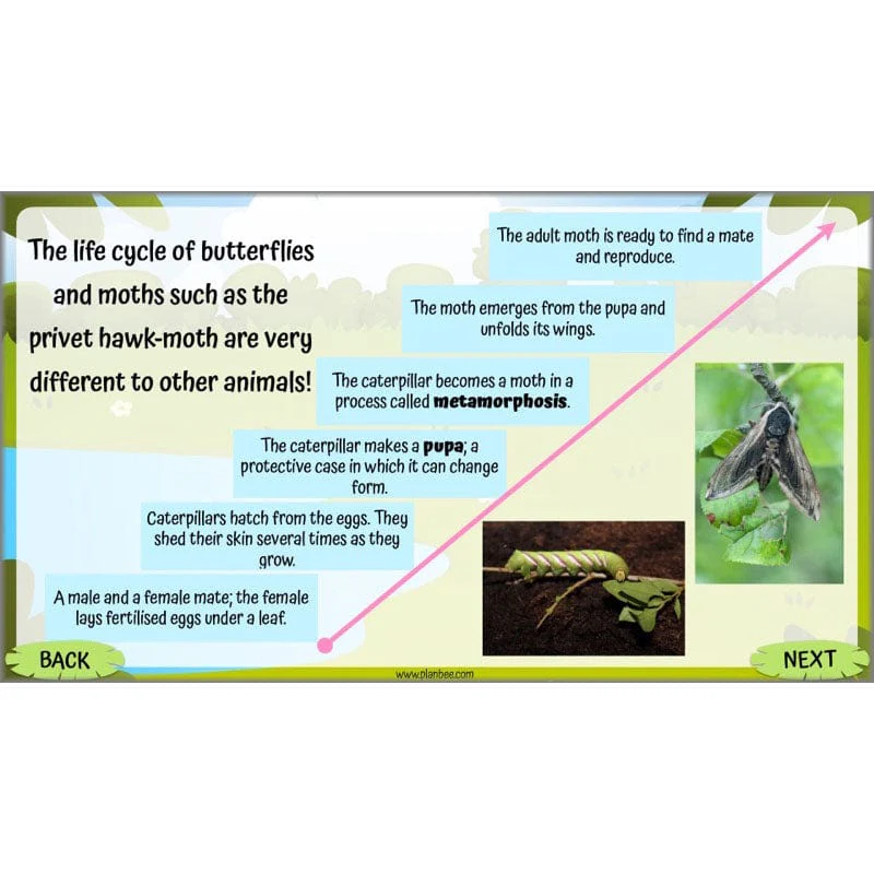 Life Cycles KS2 - Image 52