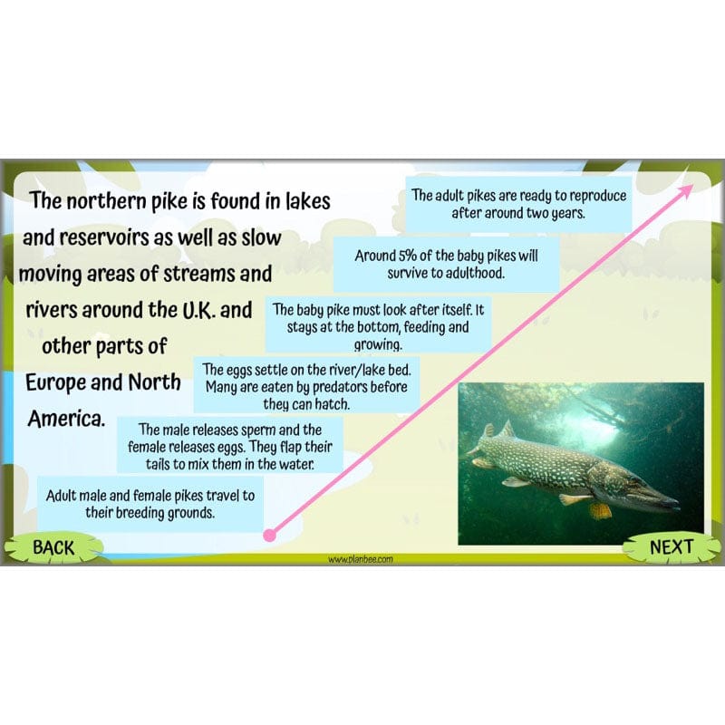 Life Cycles KS2 - Image 54