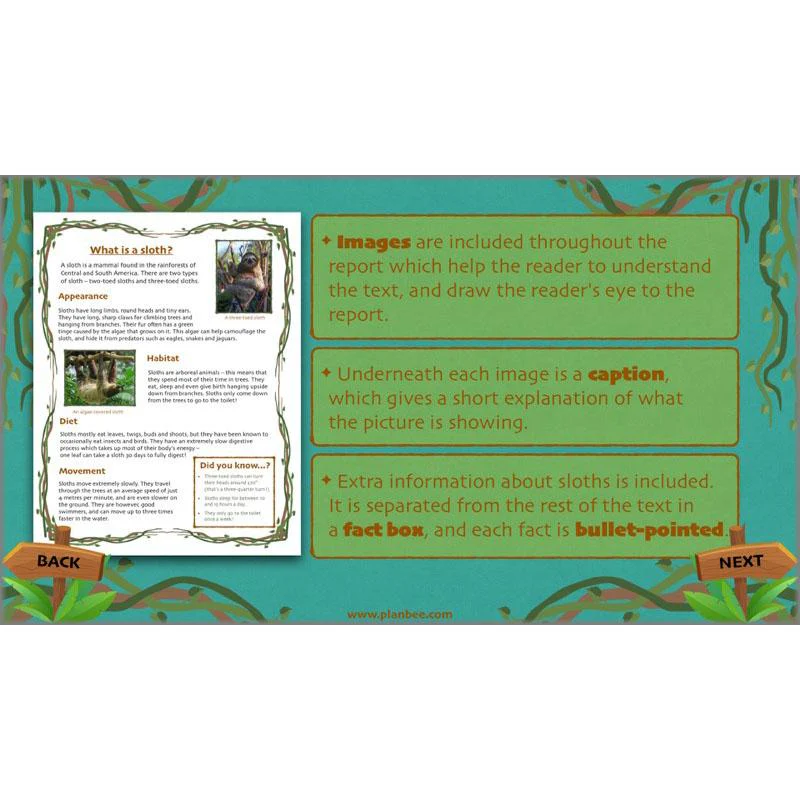 Lost in the Rainforest: Non-chronological Reports - Image 66