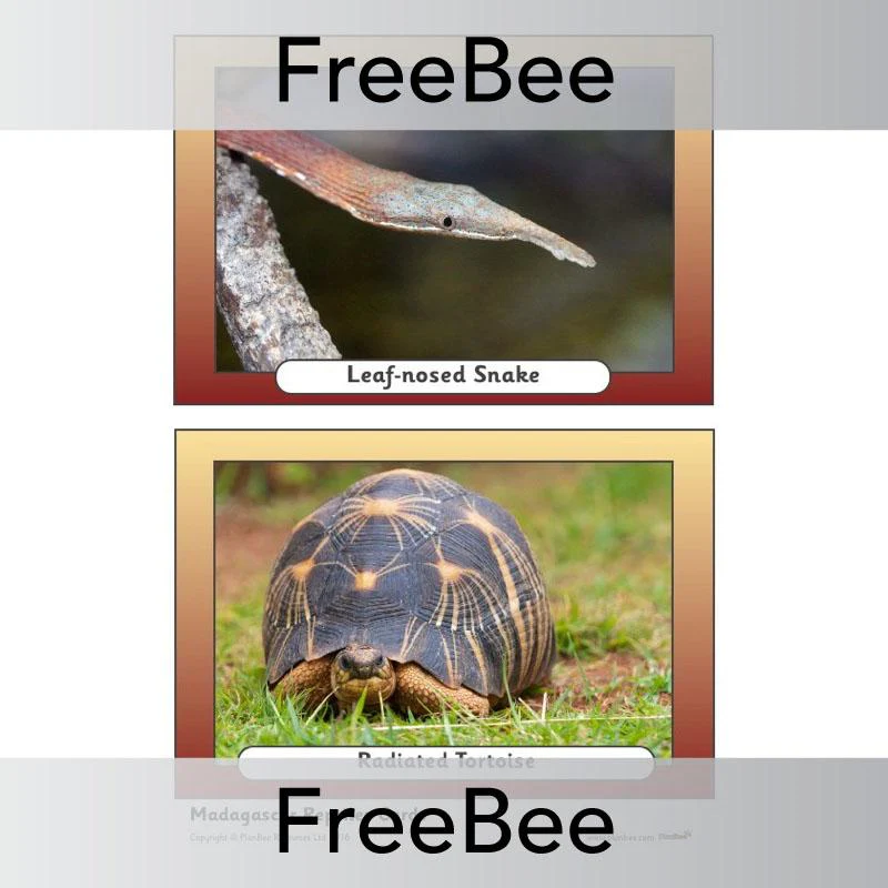 Madagascar Picture Cards - Image 10