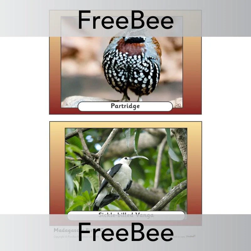 Madagascar Picture Cards - Image 12
