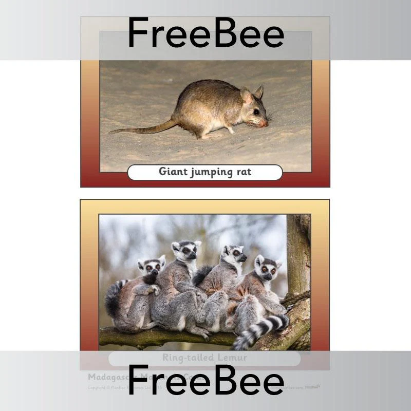Madagascar Picture Cards - Image 7