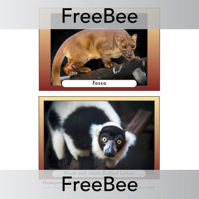 Madagascar Picture Cards - Image 8